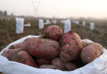 2026-yildan kartoshka yetishtiruvchilarga imtiyozli kredit beriladi, ayrim texnikalarga boj bekor qilinadi