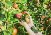 Bog‘dorchilik xo‘jaliklariga intensiv bog‘ tashkil qilish uchun 14% li imtiyozli kredit beriladi